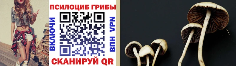 Купить закладки  Елизаветинская  Галлюциногенные грибы MAGIC MUSHROOMS 